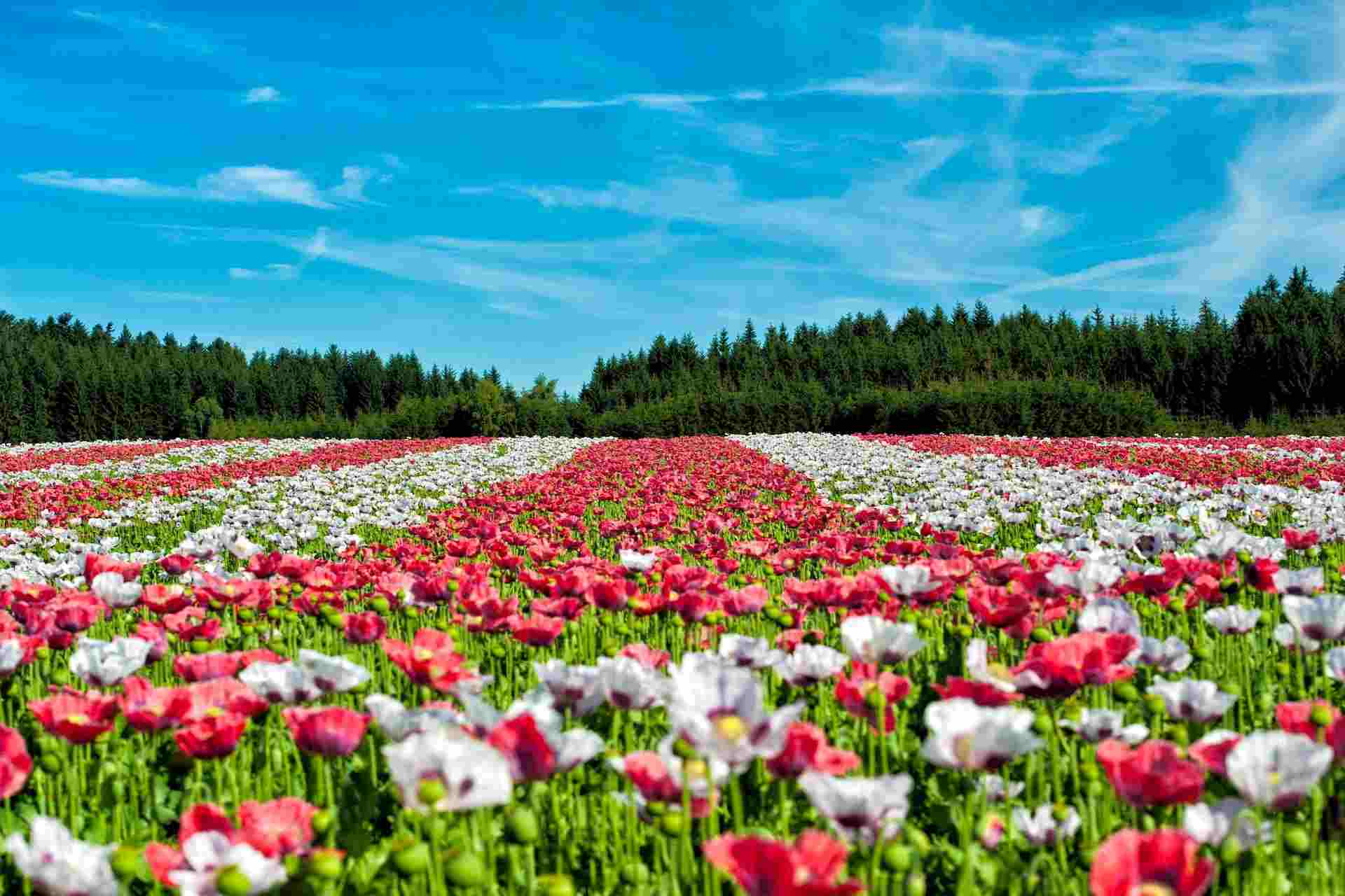 tulips